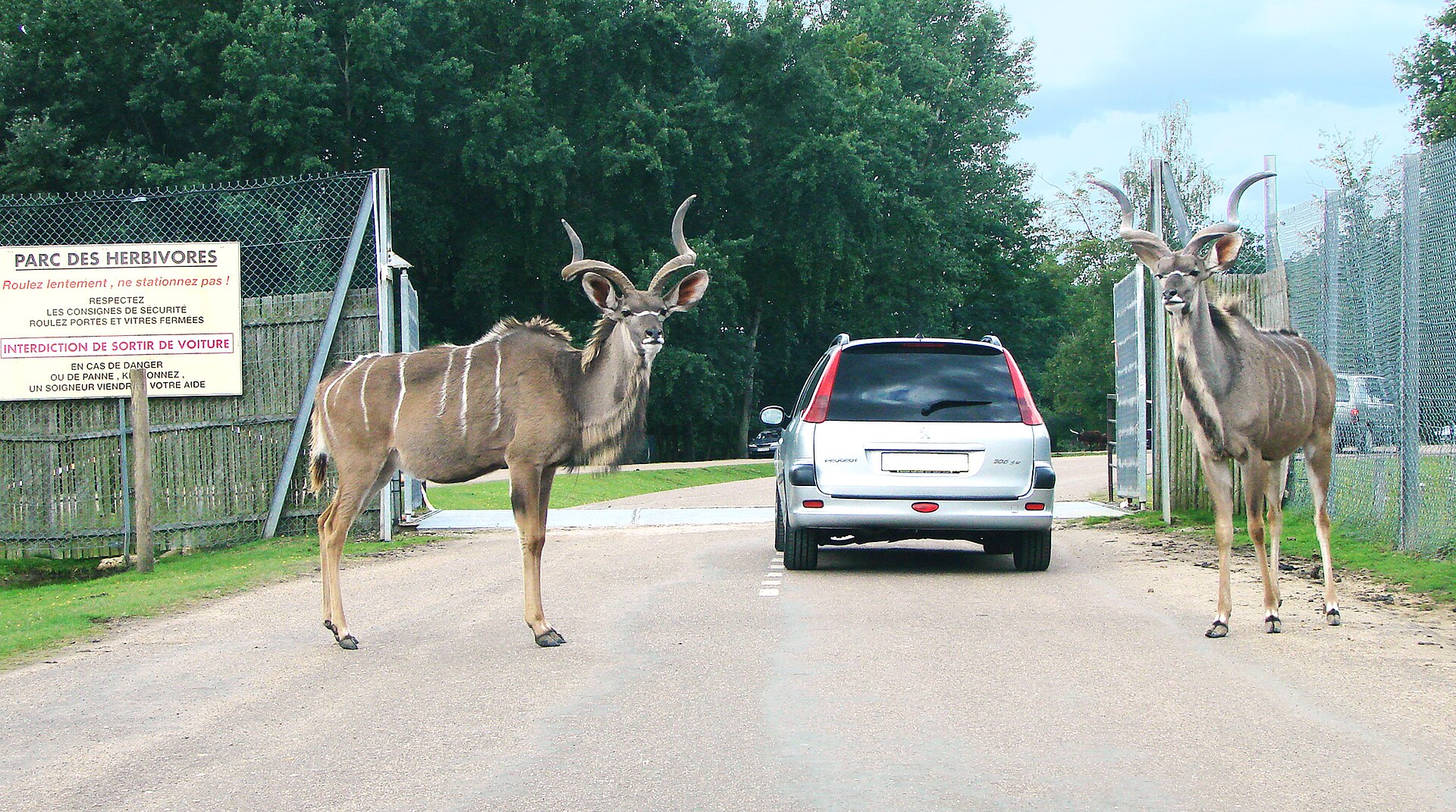 Wow Safari Thoiry