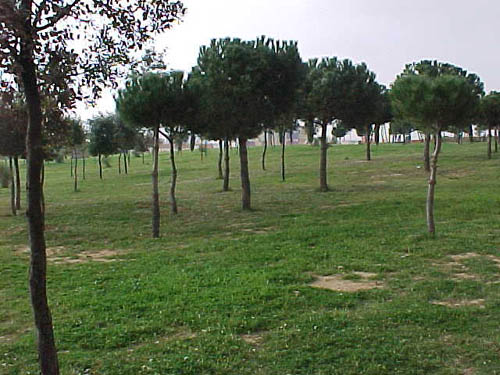 G4 park
