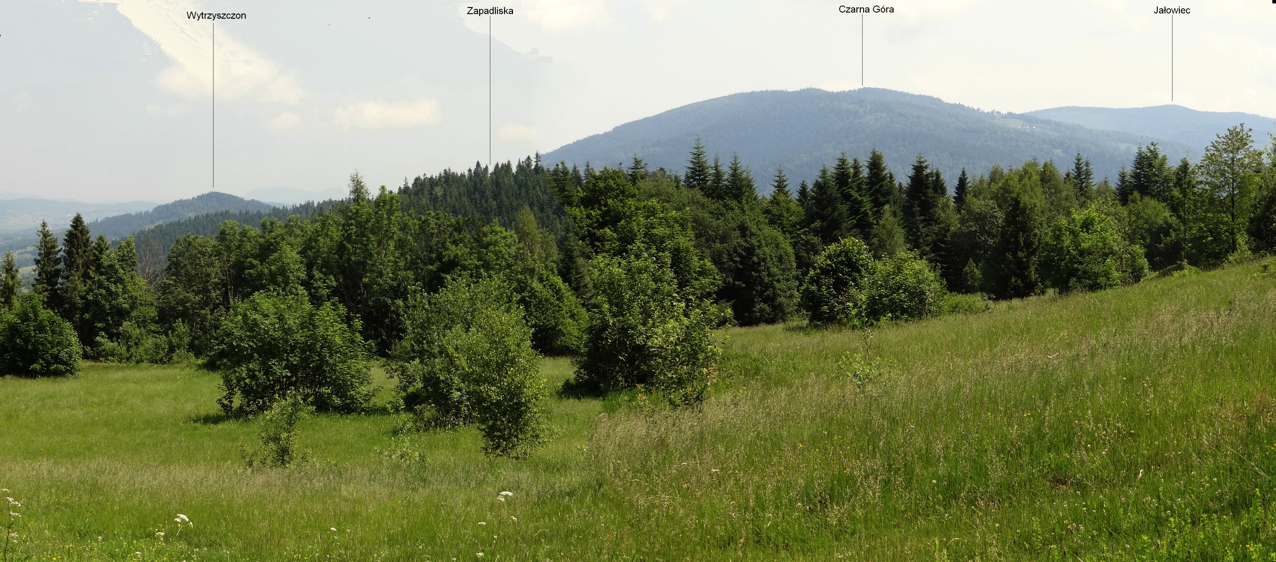 Czarna Góra (Pasmo Przedbabiogórskie)