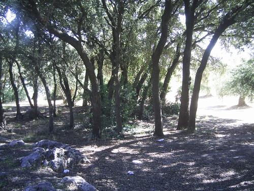 Bañizuela Forest