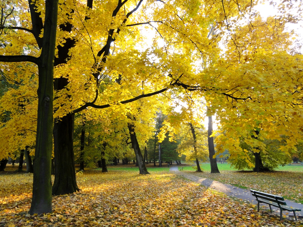 Decjusz Park in Kraków