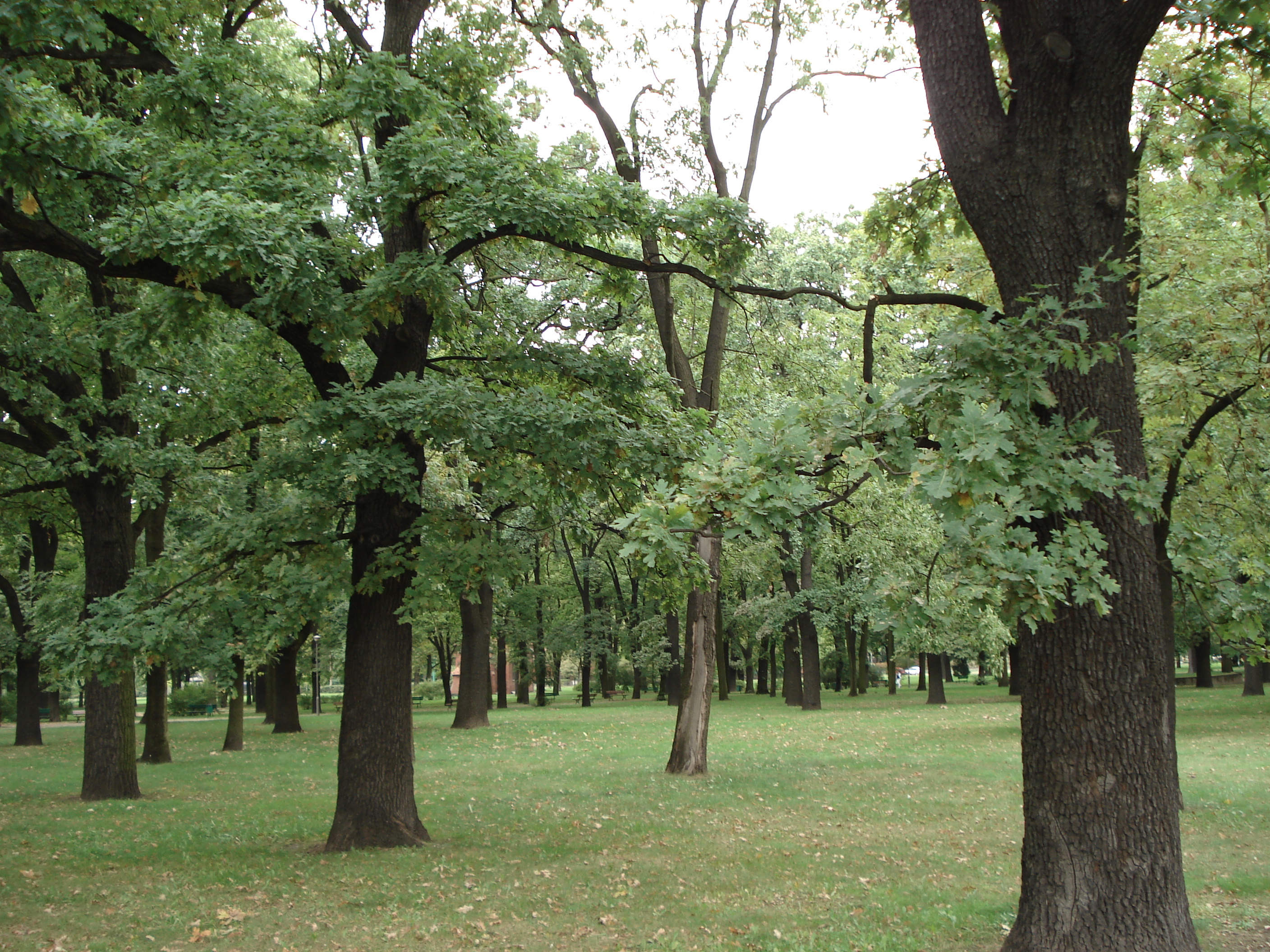 Park Manitiusa w Poznaniu
