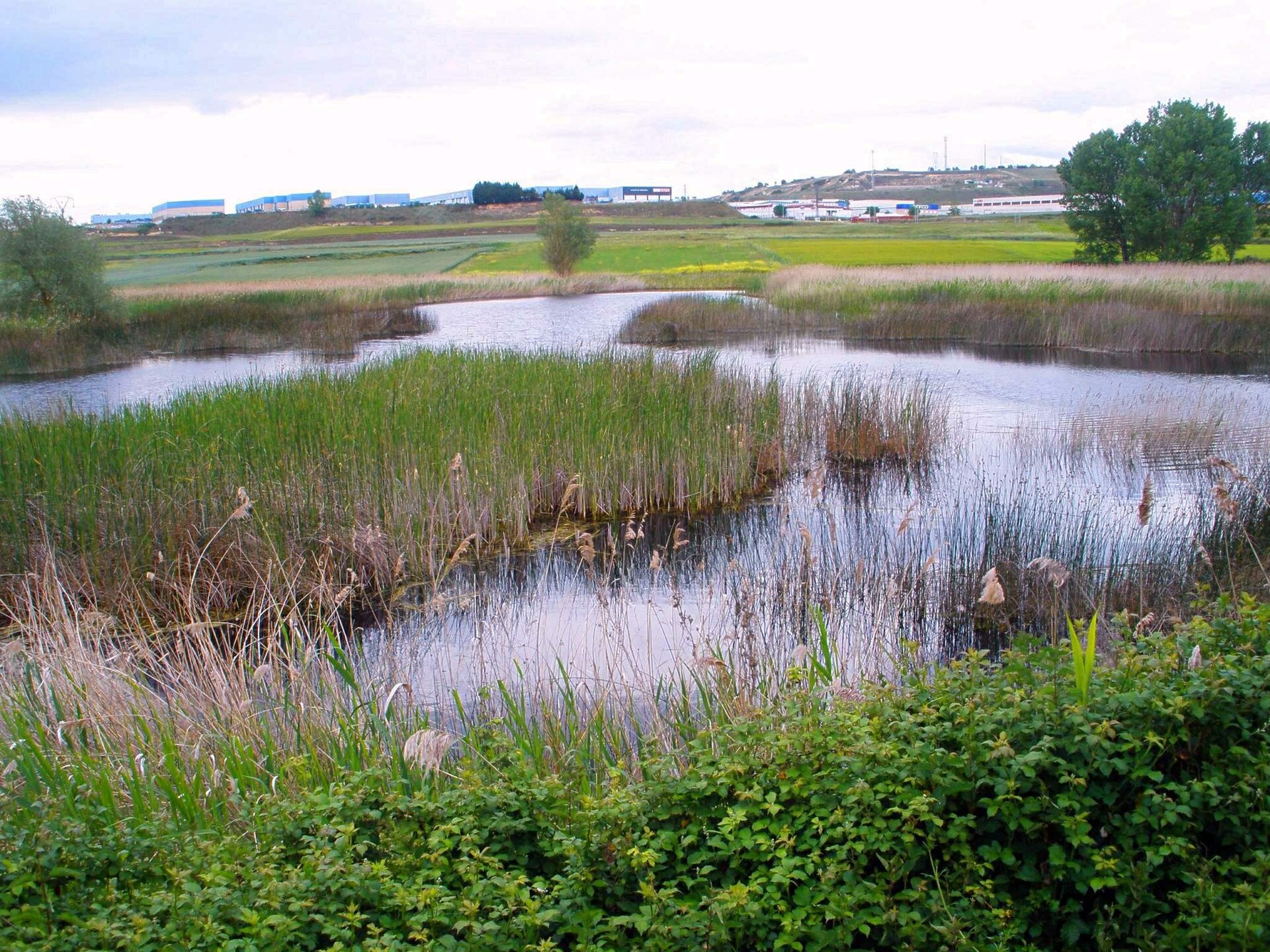 Laguna de Bayas