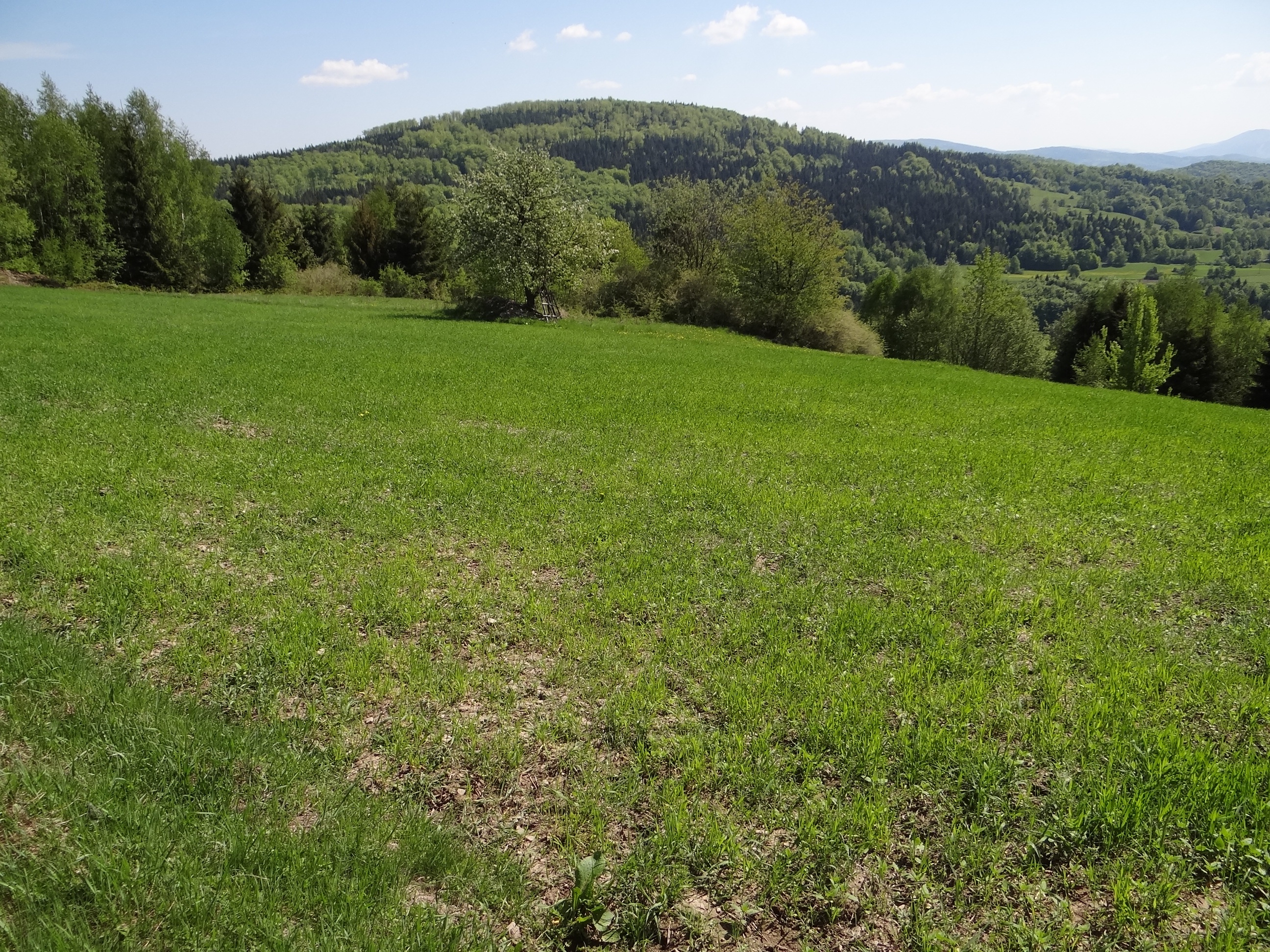 Groń (Koskowa Góra)