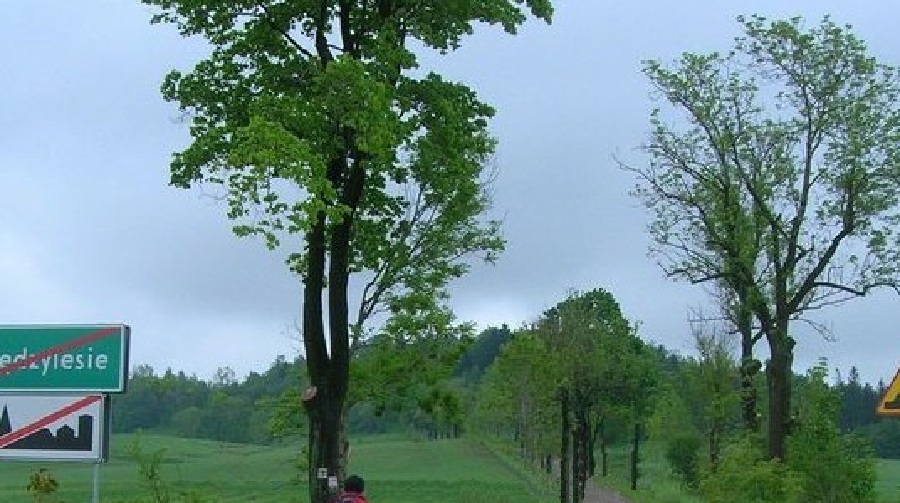 Sikornik