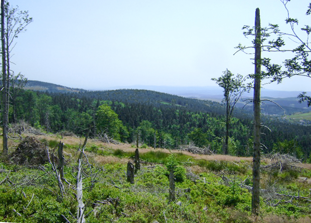 Sokolica
