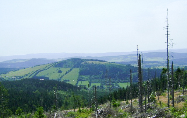 Sokół