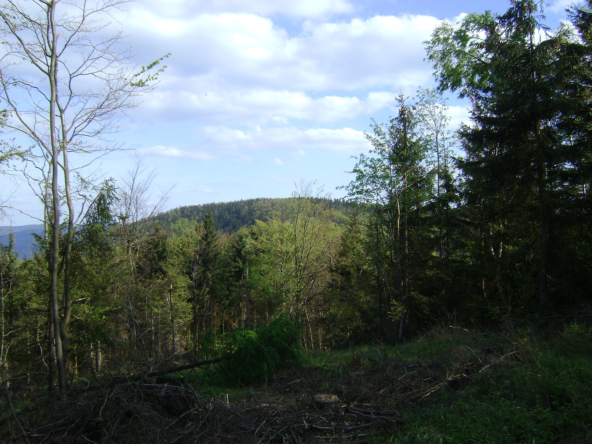 Szeroka