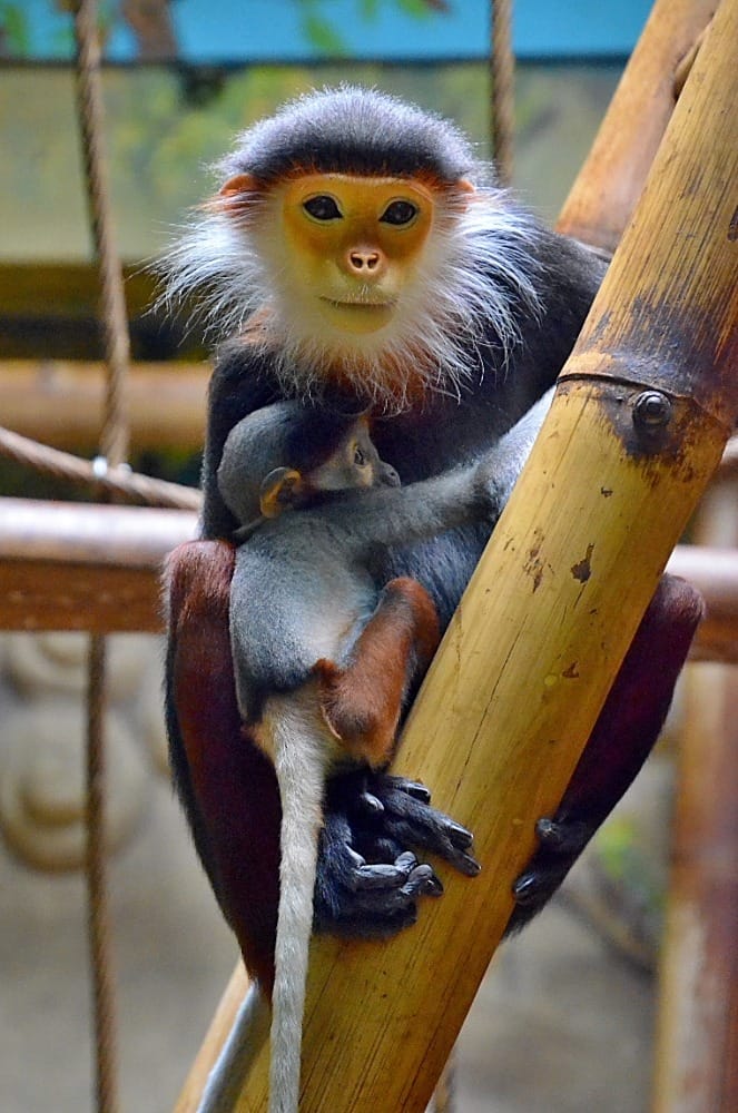 Chleby Zoo