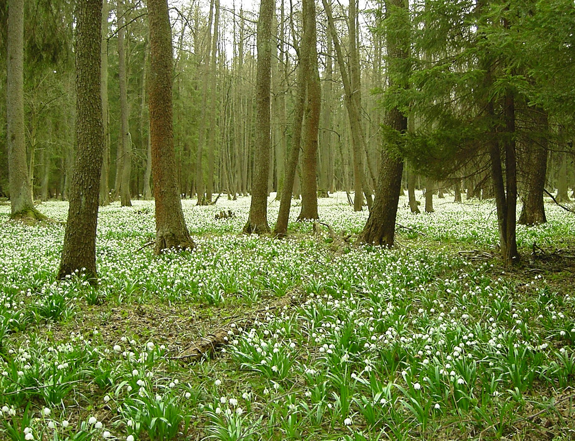 Nature reserve Králova zahrada
