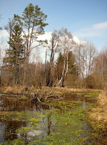 Hojkovské rašeliniště