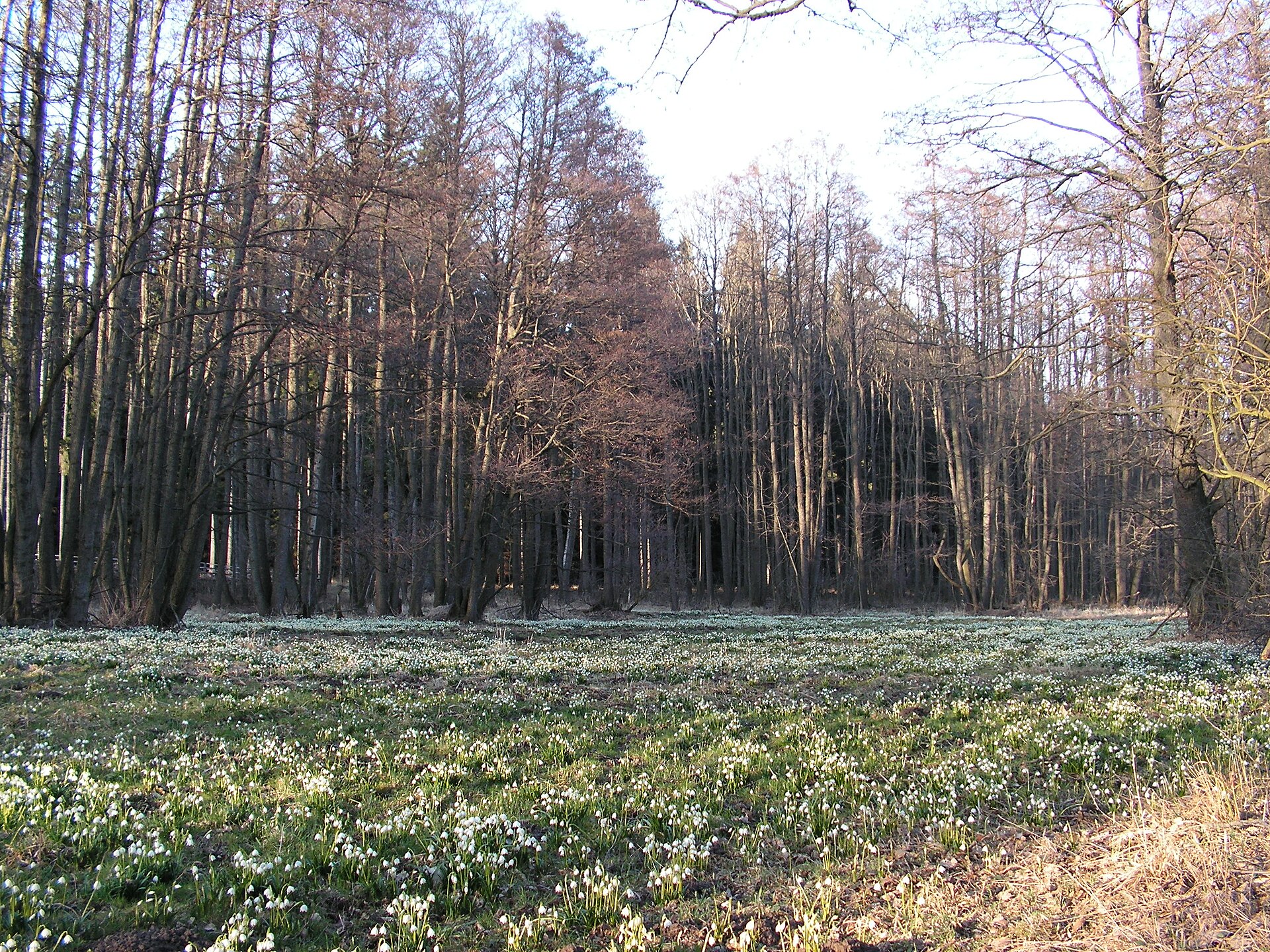 Hroznětínská louka