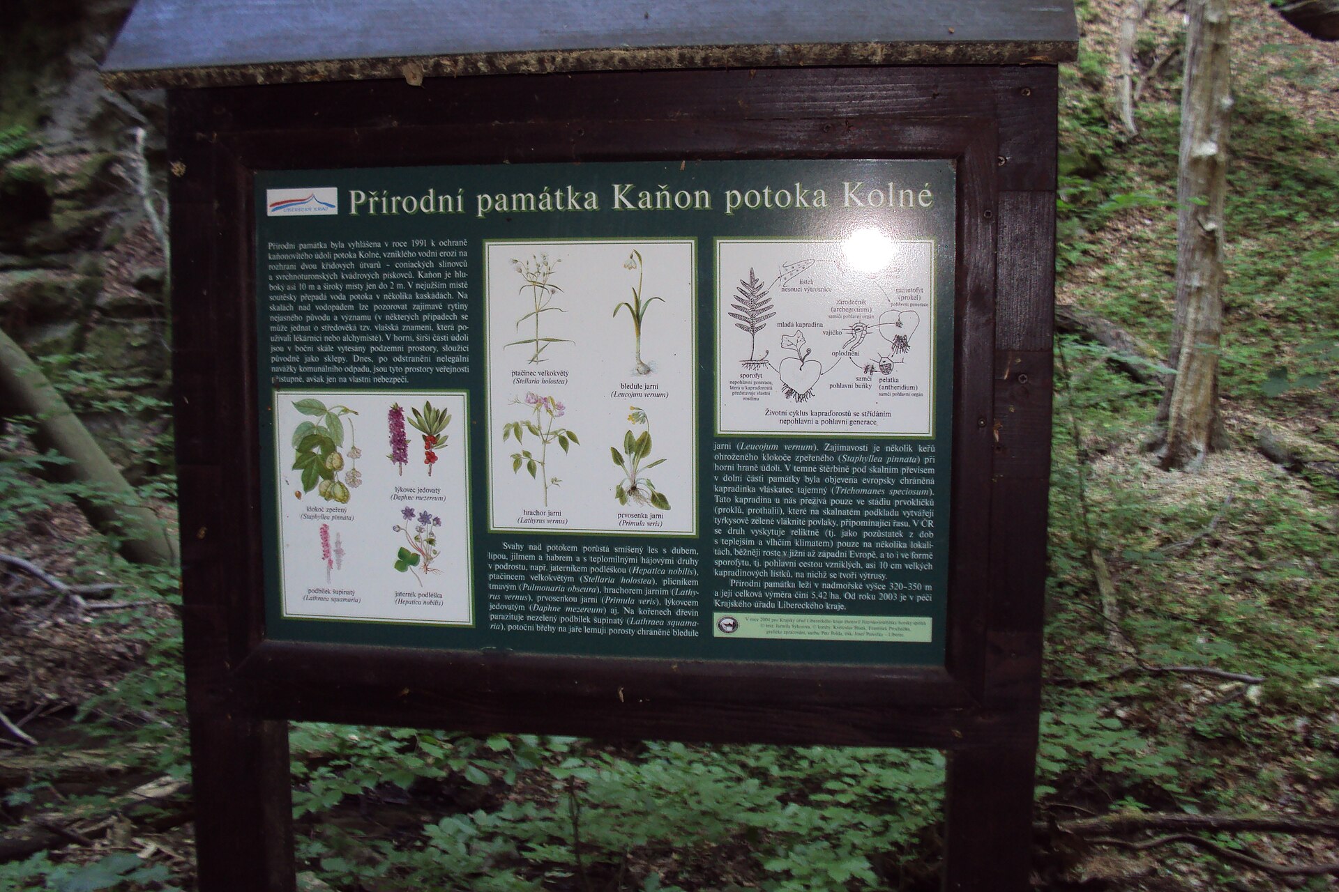 Kaňon potoka Kolné (natural monument)