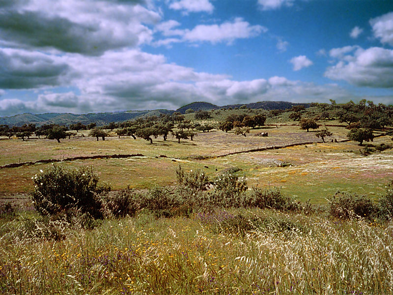Sierra de Aracena and Picos de Aroche Natural Park