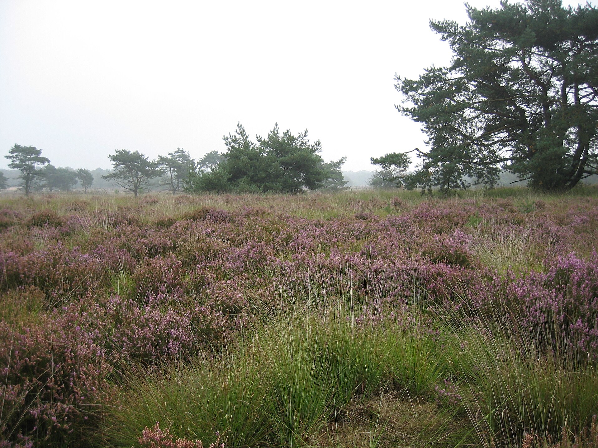 De Zoom - Kalmthoutse Heide