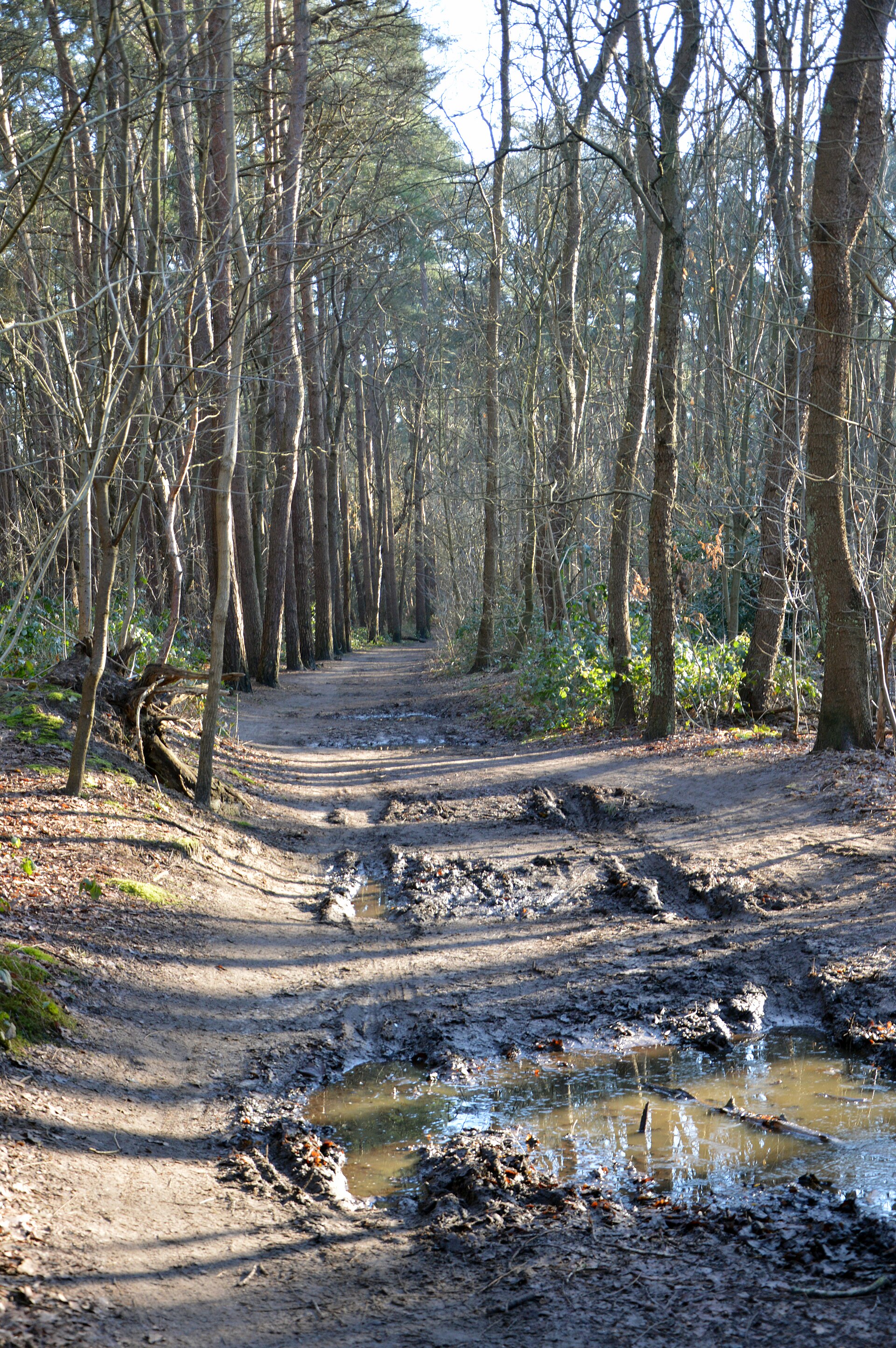 Ketelbossen