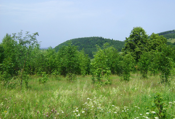 Ostrzew