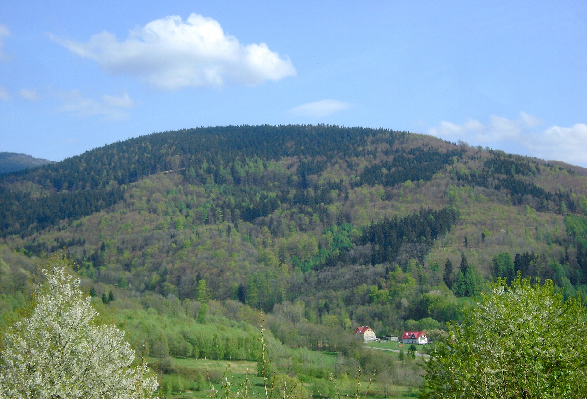 Przednia