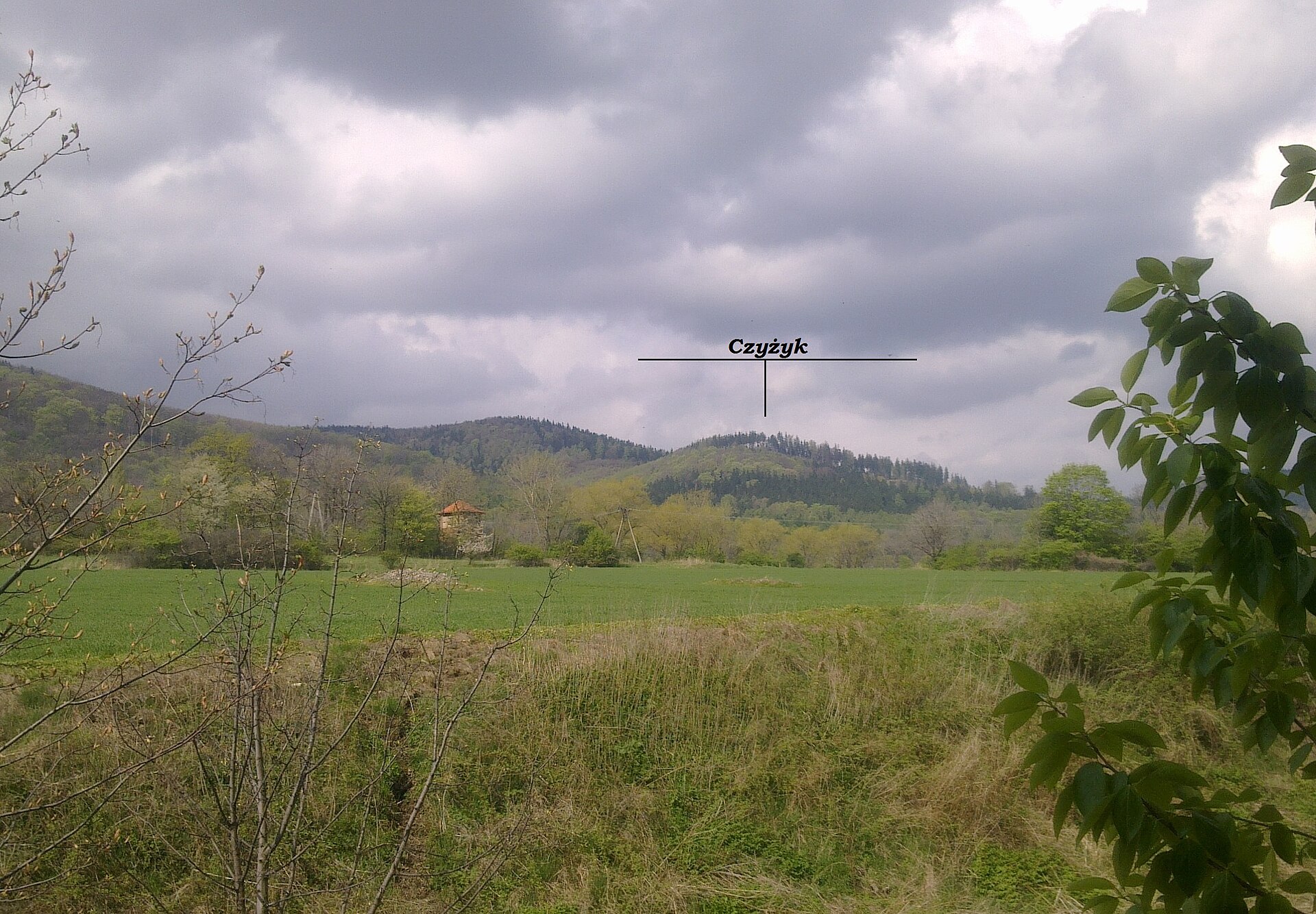 Czyżyk