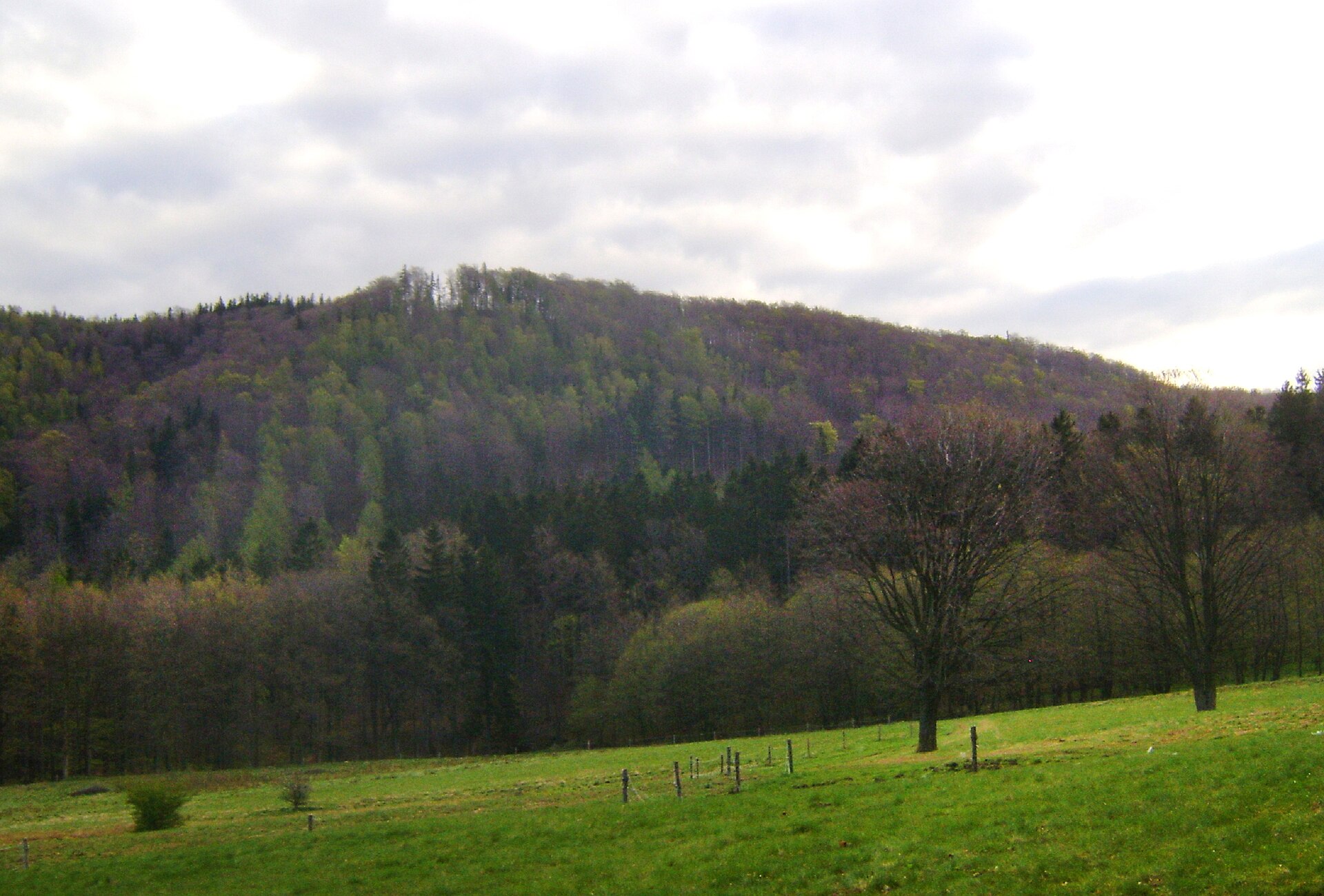 Niedźwiadki