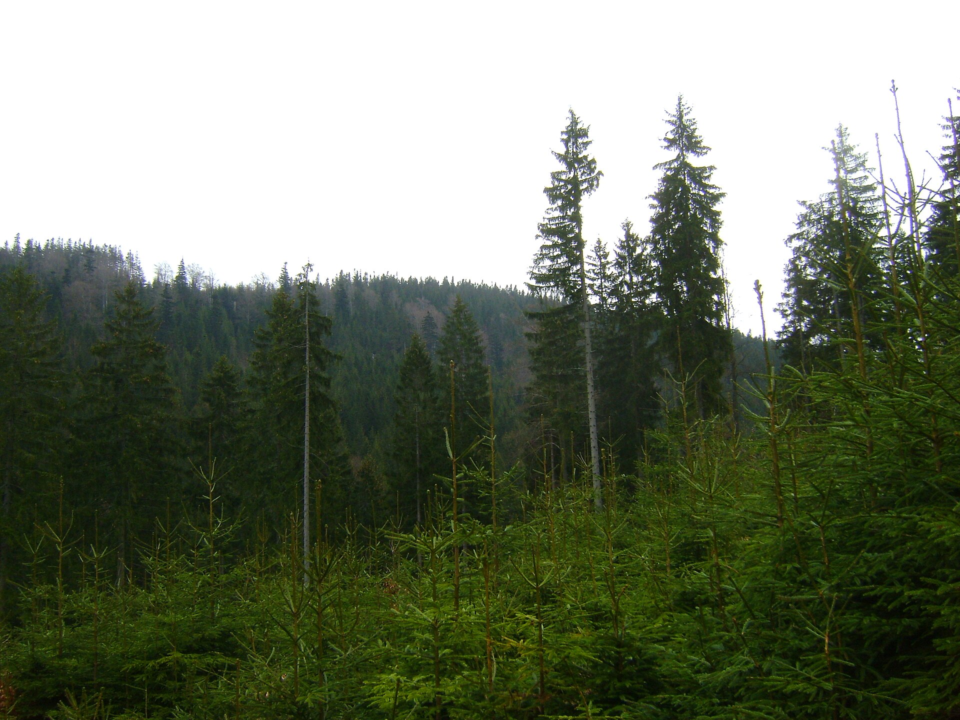 Karkulka