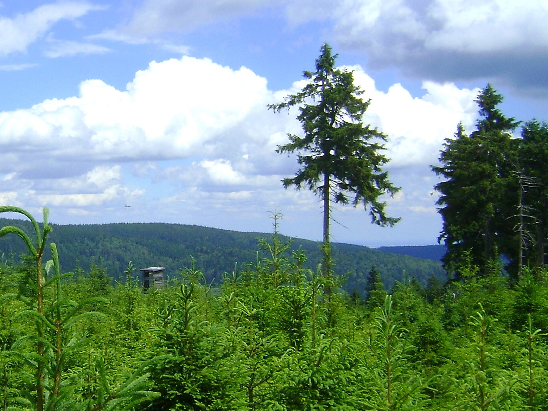 Płoska