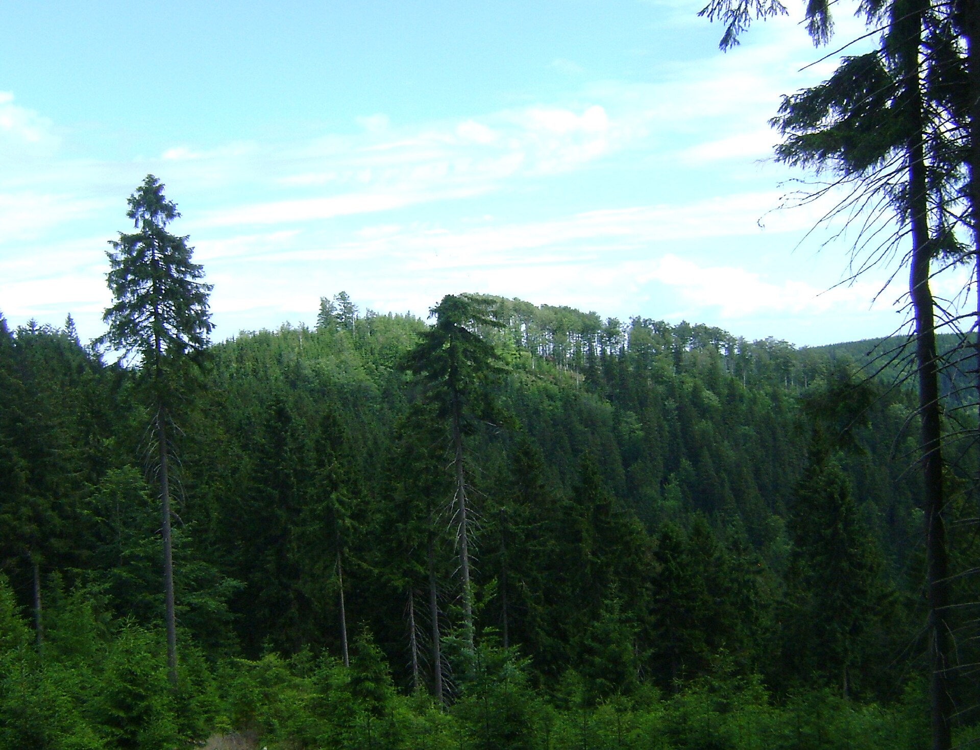 Jawornik Krowi