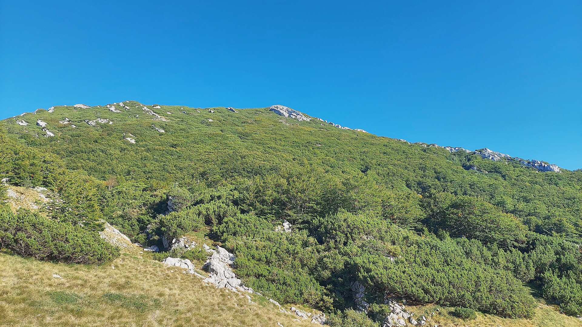 Zoranićev vrh