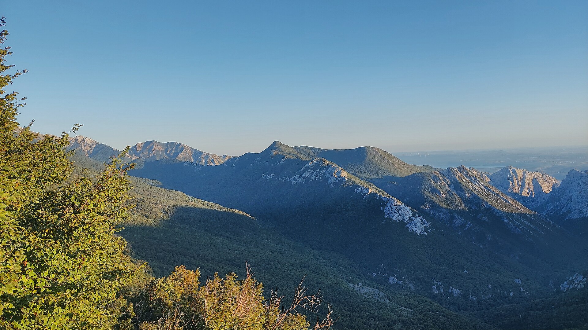 Veliki kuk